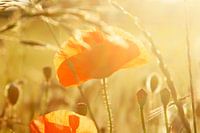 Mohn