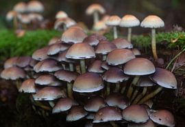 Champignons sur MSP Canvas