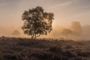 Nebel bei Sonnenaufgang auf der Westerheide 2