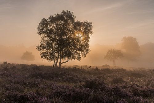 Mist rond de zonsopkomst op de Westerheide 2