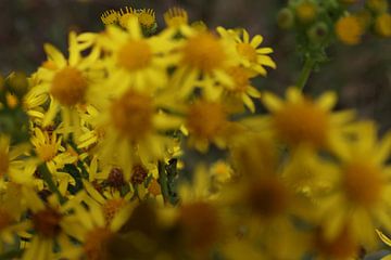 Gele bloemen van FreddyFinn