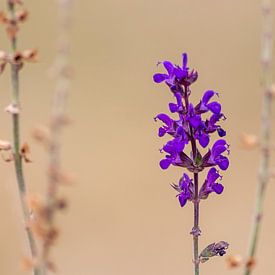 Betörend duftender Lavendel lädt Bienen und andere Insekten zur Bestäubung ein von Christian Feldhaar