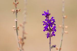 Betörend duftender Lavendel lädt Bienen und andere Insekten zur Bestäubung ein von Christian Feldhaar