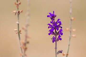 Betoverend geurende lavendel nodigt bijen en andere insecten uit om te bestuiven van Christian Feldhaar