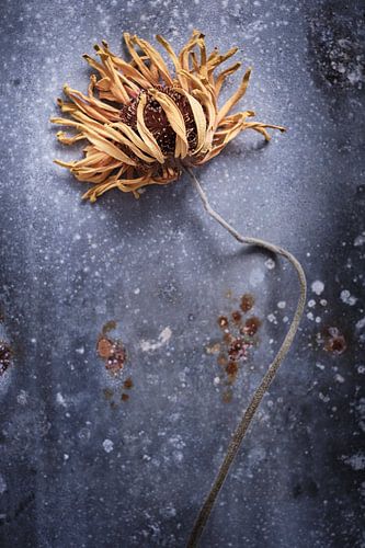 Dried gerbera on a zinc base.