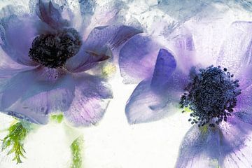 Anemone flowers in ice by Marc Heiligenstein
