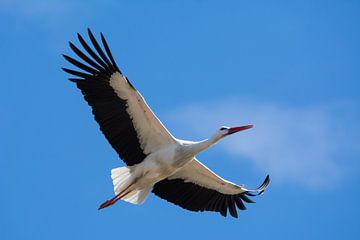 Storch fliegt am blauen Himmel von Tobias Luxberg