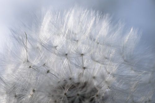 Fruit of a dandelion with glistening fluff