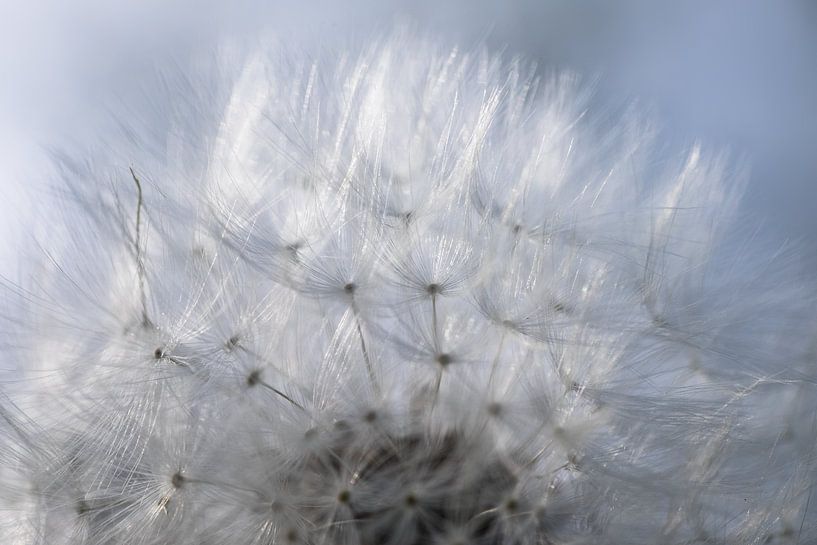Fruit of a dandelion with glistening fluff by Henk Vrieselaar