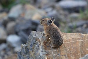 Pika Glacier National Park  Montana USA