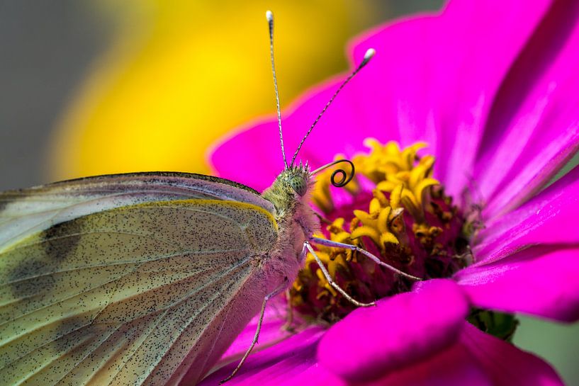 Lycaenidae Butterfly by Joost Potma