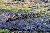 Crocodile on dry land in Chobe National Park by Merijn Loch thumbnail
