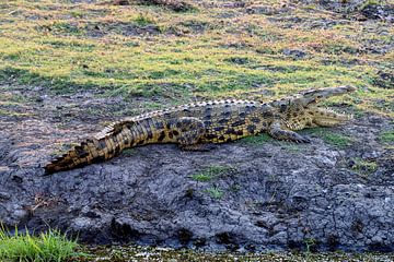 Krokodil op het droge in Chobe National Park van Merijn Loch