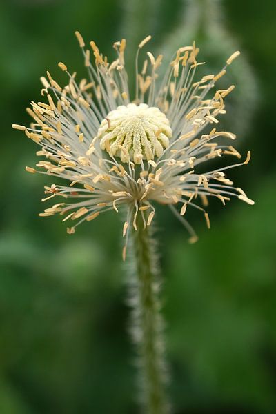 fleur de pavot par Affect Fotografie