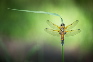Vierfleck Libelle