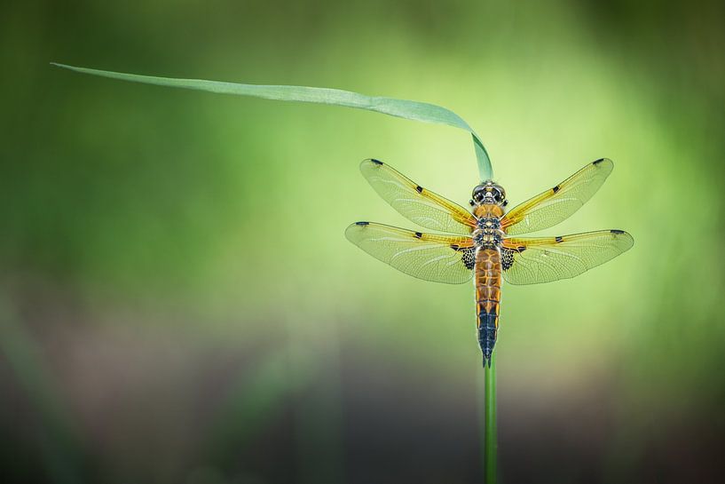 Vierfleck Libelle von Jürgen Schmittdiel Photography