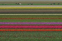 champs de bulbes avec vaches Texel