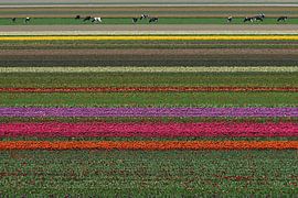 champs de bulbes avec vaches Texel sur appie bonis
