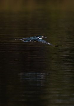 Amazoneijsvogel vliegend over het water | Vogel art print | Mexico | W van Kimberley Helmendag