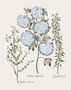 Basilius Besler-Tuinbroom sneeuwbal Viburnum Laag groeiende alpiene broom van finemasterpiece thumbnail