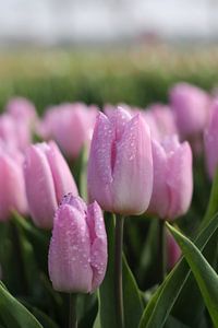 Roze tulp detail foto van Emiel de Lange
