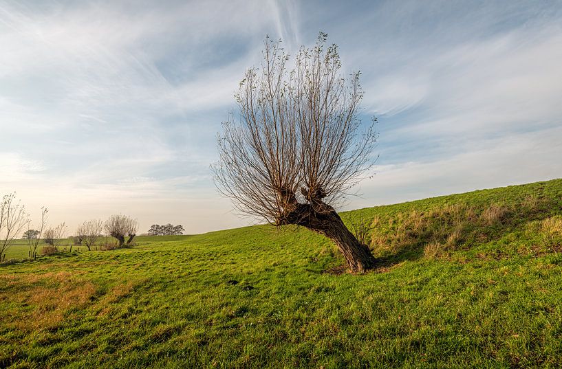 Schiefe Kopfweide in einer niederländischen Polderlandschaft von Ruud Morijn