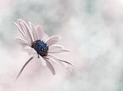 Zarte rosa und blaue Blume von Kyle van Bavel Miniaturansicht