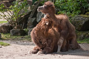 kameel : Diergaarde Blijdorp van Loek Lobel