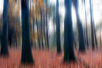 Umziehender Forrest