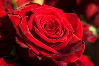 rode roos van Eric van den Berg thumbnail