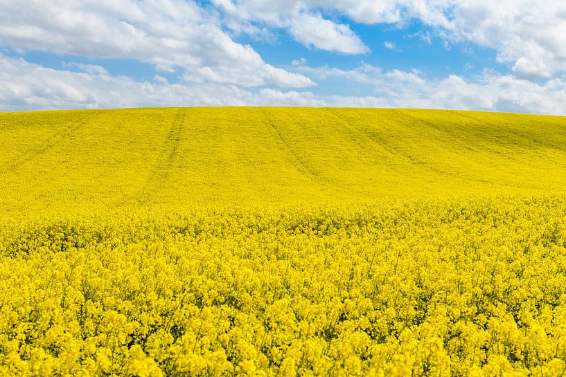 Das Leinsamenfeld an der Opalküste von Gerry van Roosmalen