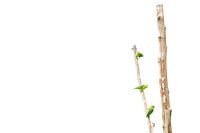 Natural Minimalism
