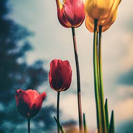 A touch of emotion - atmospheric, colourful sea of flowers made of tulips in the Grugapark Essen by Jakob Baranowski - Photography - Video - Photoshop