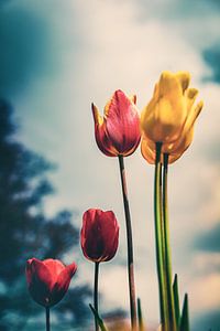 Stimmungsvolles, farbenfrohes Blumenmeer im Retro Look