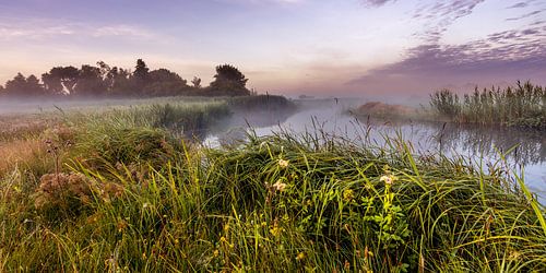 Fog over the water and meadow