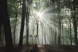 Sonnenharfen im Speulderbos | Reisefotografie-Druck | Niederlande von Kimberley Jekel