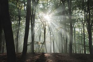Sonnenharfen im Speulderbos | Reisefotografie-Druck | Niederlande