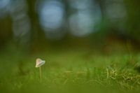 Lonely Mycena fungus