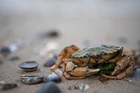 Een krab uit de Noordzee