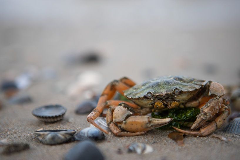 A crab from the North Sea by Thomas Winters