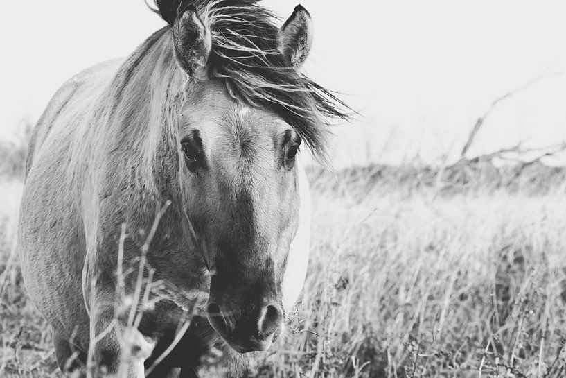 Wild paard in Oostvaardersplassen van Kimberley Jekel