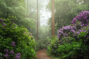 Chemin des rêves de rhododendrons