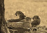 Tree brothers of the Masai Mara van Roland Smeets thumbnail