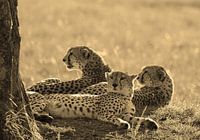 Tree brothers of the Masai Mara