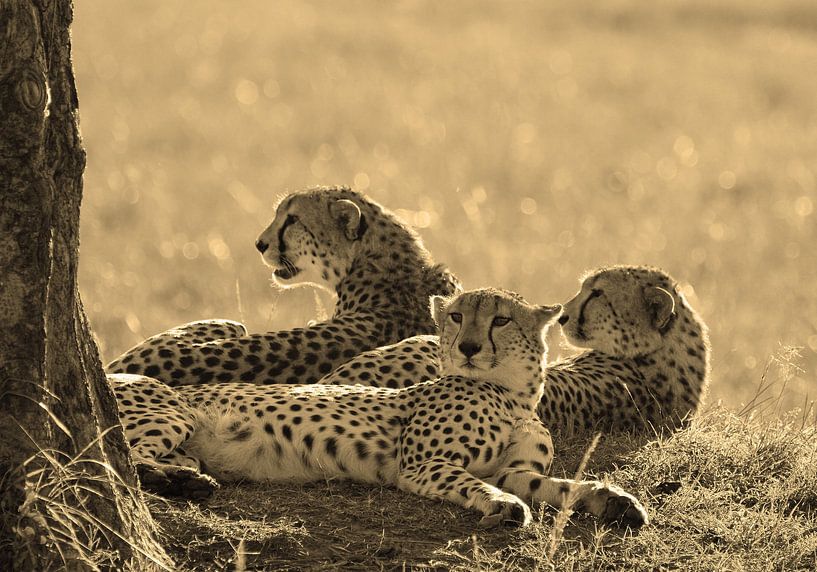 Tree brothers of the Masai Mara van Roland Smeets