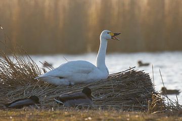 Tundra swan by Goffe Jensma