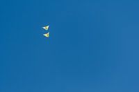 Two butterflies in the air