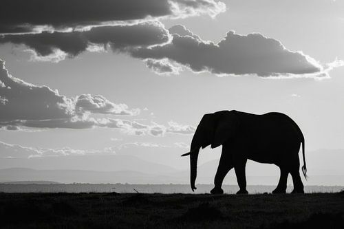 Silhouet van olifant in zwart-wit