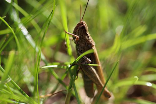 Sprinkhaan in het gras