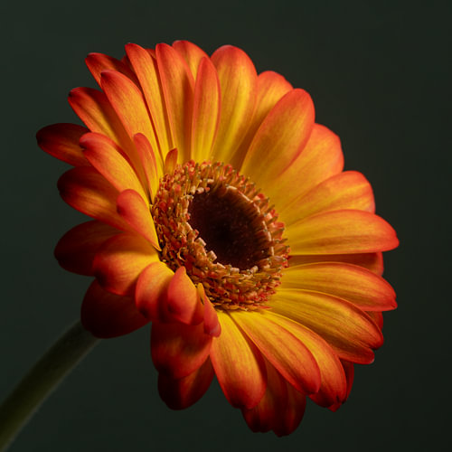 Des couleurs naturelles et chaleureuses :  La simplicité d'un gerbera ensoleillé sur Marjolijn van den Berg